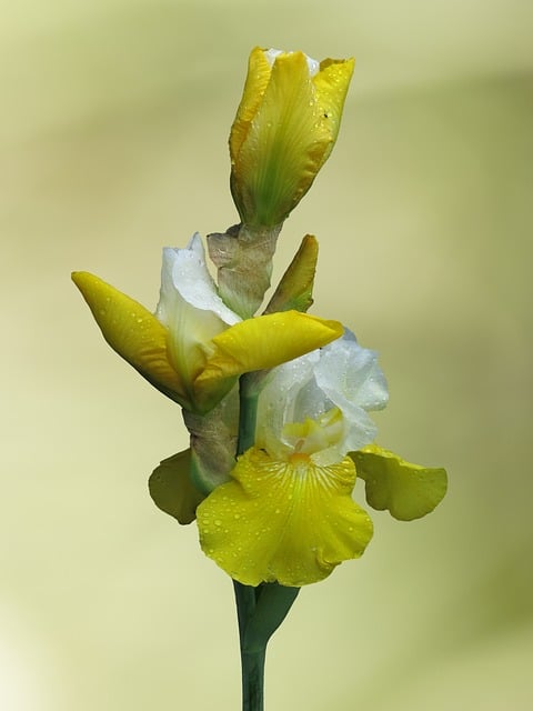 Free download bearded iris sword lily iris flower free picture to be edited with GIMP free online image editor