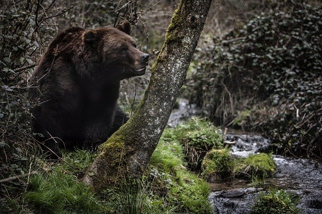 Free download bear forest b nature animal wild free picture to be edited with GIMP free online image editor