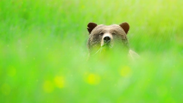 Free download bear glade bokeh green background free picture to be edited with GIMP free online image editor