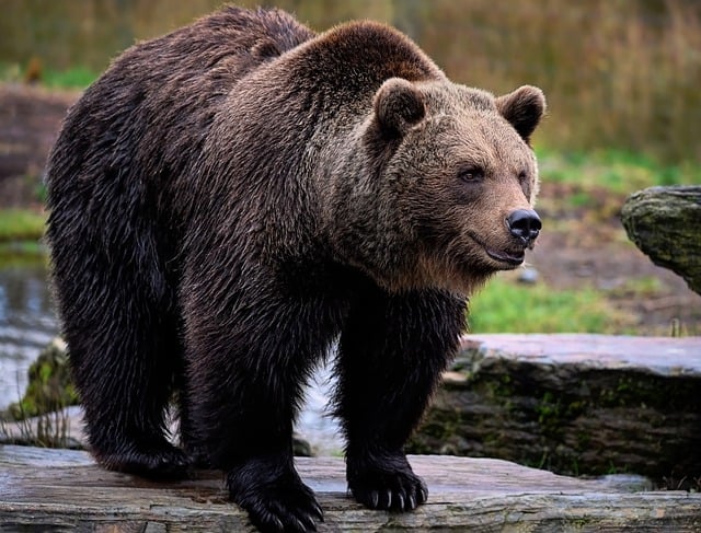 Muat turun percuma gambar percuma beruang grizzly bear beruang coklat untuk diedit dengan editor imej dalam talian percuma GIMP