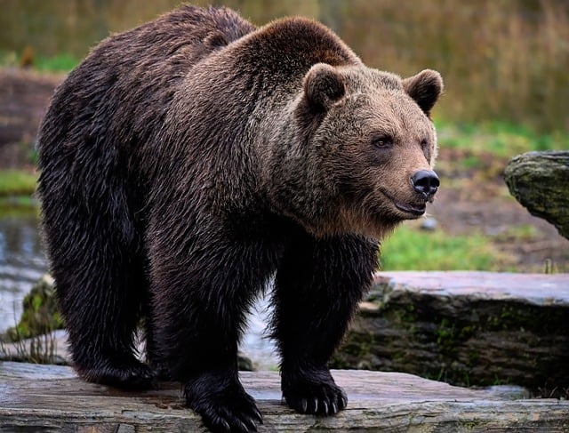 Kostenloser Download Bär Grizzlybär Braunbär kostenloses Bild, das mit GIMP kostenloser Online-Bildbearbeitung bearbeitet werden kann