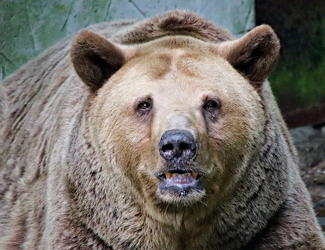 Free download Bear Grizzly Portrait -  free photo or picture to be edited with GIMP online image editor