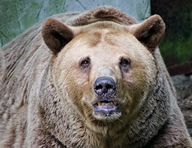 Muat turun percuma Bear Grizzly Portrait - foto atau gambar percuma untuk diedit dengan editor imej dalam talian GIMP