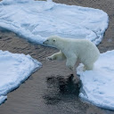 Bear Jumping on Ice  screen for extension Chrome web store in OffiDocs Chromium