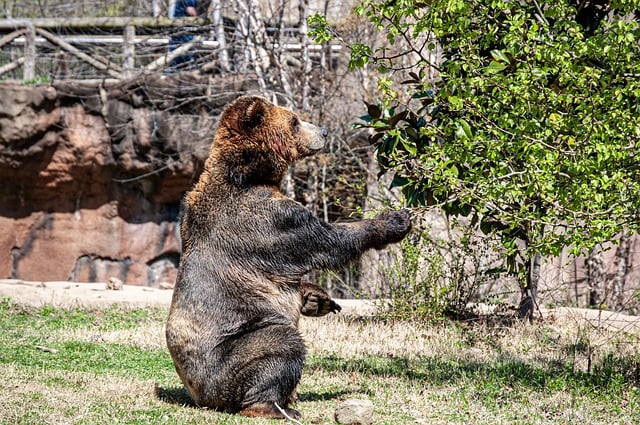 Descarga gratis oso mamífero animal marrón naturaleza imagen gratis para editar con GIMP editor de imágenes en línea gratuito