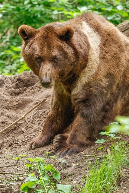 Free download bear nature animal mammal free picture to be edited with GIMP free online image editor