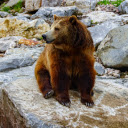Bear on the Rocks  screen for extension Chrome web store in OffiDocs Chromium