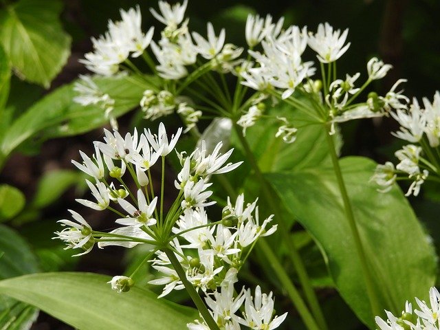 Free download BearS Garlic Leek Plant -  free photo or picture to be edited with GIMP online image editor