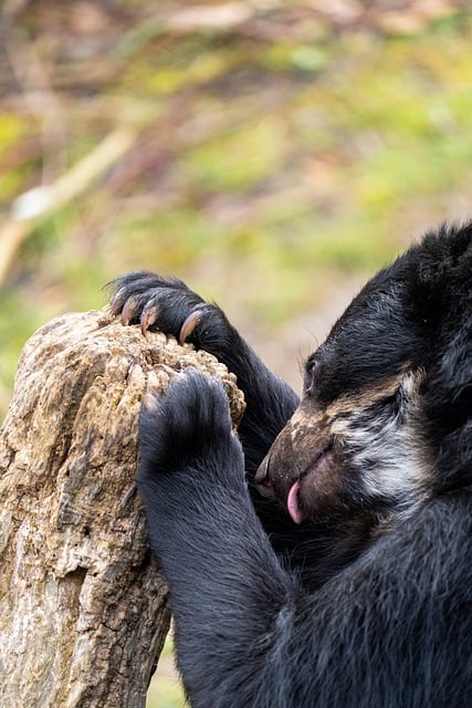 Free download bear spectacled bear wilhelma free picture to be edited with GIMP free online image editor