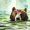 Bear swimming in the river  screen for extension Chrome web store in OffiDocs Chromium