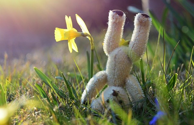 Free download bear teddy bear daffodils headstand free picture to be edited with GIMP free online image editor