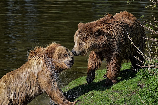 Free download bear to play water brown bear free picture to be edited with GIMP free online image editor