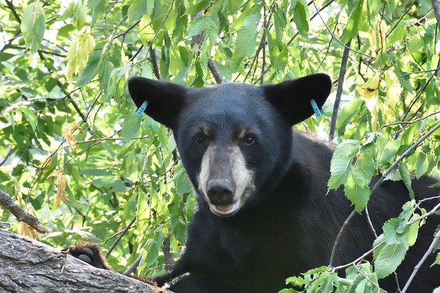 Téléchargement gratuit Bear Tree Ear Tags - photo ou image gratuite à éditer avec l'éditeur d'images en ligne GIMP