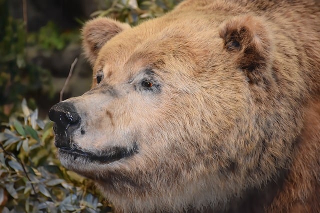 Free download bear wildlife animal mammals free picture to be edited with GIMP free online image editor