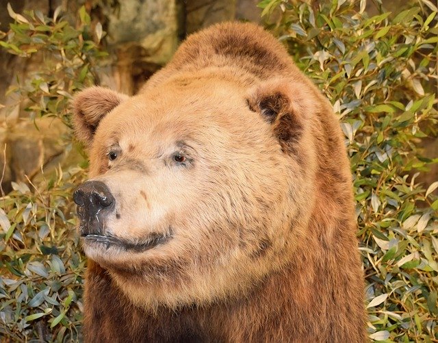 Download gratuito Bear Wildlife Nature - foto o immagine gratuita da modificare con l'editor di immagini online di GIMP