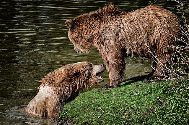 Free download bear wildpark poing to play water free picture to be edited with GIMP free online image editor