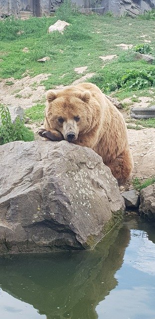 টেমপ্লেট ফটো Bear Zoo Animal - OffiDocs-এর জন্য