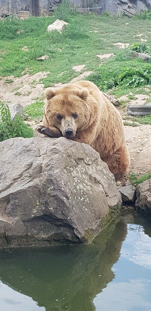 Скачать бесплатно Bear Zoo Animal - бесплатное фото или изображение для редактирования с помощью онлайн-редактора изображений GIMP