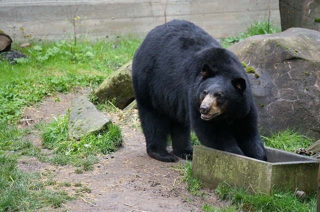 Descărcare gratuită Bear Zoo Black Animal - fotografie sau imagini gratuite pentru a fi editate cu editorul de imagini online GIMP