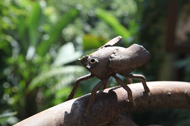 Muat turun percuma Beatle Nature Bug - foto atau gambar percuma untuk diedit dengan editor imej dalam talian GIMP