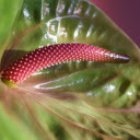 Beautiful anthurium flowers  screen for extension Chrome web store in OffiDocs Chromium