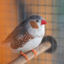 Beautiful bird  screen for extension Chrome web store in OffiDocs Chromium