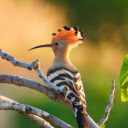 Beautiful bird and cat  screen for extension Chrome web store in OffiDocs Chromium