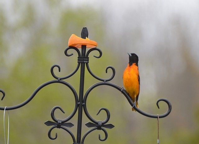 Free download Beautiful Bird Beauty Shows Orange -  free photo or picture to be edited with GIMP online image editor