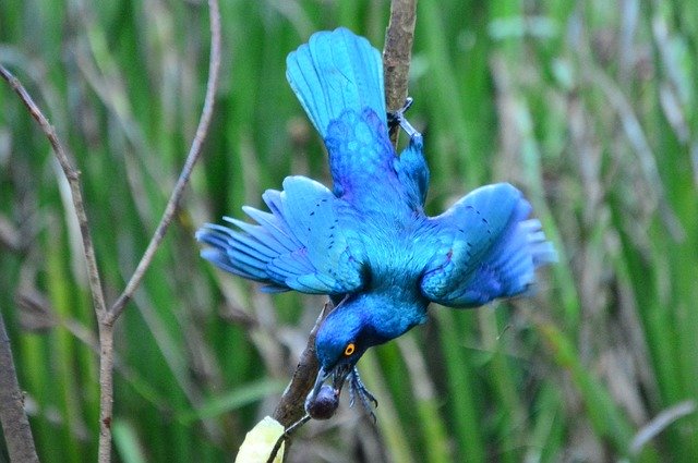 ดาวน์โหลดฟรี Beautiful Bird Nature - ภาพถ่ายหรือรูปภาพฟรีที่จะแก้ไขด้วยโปรแกรมแก้ไขรูปภาพออนไลน์ GIMP