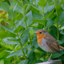 Beautiful bird on a young branch  screen for extension Chrome web store in OffiDocs Chromium