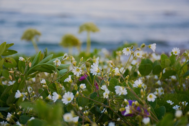 Free download beautiful bloom blossom blue field free picture to be edited with GIMP free online image editor