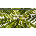 Beautiful Blooming  screen for extension Chrome web store in OffiDocs Chromium