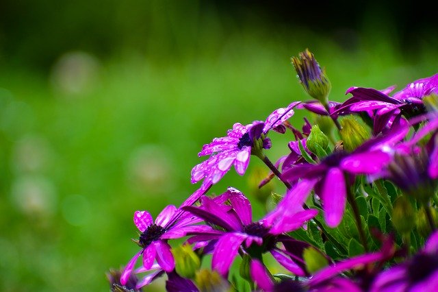 Free download Beautiful Blooms Gérbel Spring -  free photo or picture to be edited with GIMP online image editor