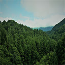 Beautiful Blurred Green Forest At Freetubespot  screen for extension Chrome web store in OffiDocs Chromium