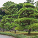 beautiful bonsai  screen for extension Chrome web store in OffiDocs Chromium