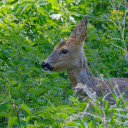Beautiful brown deer  screen for extension Chrome web store in OffiDocs Chromium
