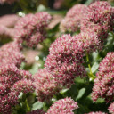 Beautiful bunches of flowers  screen for extension Chrome web store in OffiDocs Chromium