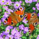 Beautiful Butterflies  screen for extension Chrome web store in OffiDocs Chromium
