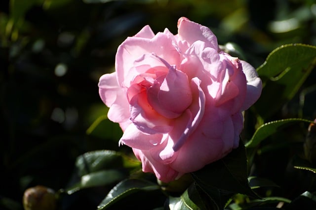 Free download beautiful camellia flower bloom free picture to be edited with GIMP free online image editor