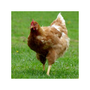 Beautiful chickens  screen for extension Chrome web store in OffiDocs Chromium