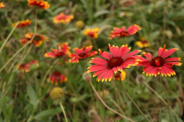 Descarga gratuita Hermosa planta de crisantemo - foto o imagen gratis y gratuita para editar con el editor de imágenes en línea GIMP