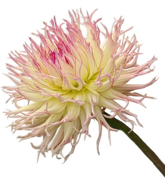 Free download Beautiful Dahlia -  free photo or picture to be edited with GIMP online image editor