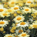 Beautiful daisy garden  screen for extension Chrome web store in OffiDocs Chromium