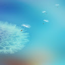 Beautiful dandelion wallpaper  screen for extension Chrome web store in OffiDocs Chromium