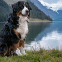 Beautiful dog by the lake  screen for extension Chrome web store in OffiDocs Chromium