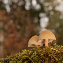 Beautiful dwarf mushrooms  screen for extension Chrome web store in OffiDocs Chromium