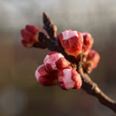 Beautiful Flower Branch  screen for extension Chrome web store in OffiDocs Chromium