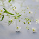 Beautiful flower branches  screen for extension Chrome web store in OffiDocs Chromium