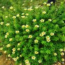 beautiful flower bush wallpaper  screen for extension Chrome web store in OffiDocs Chromium beautiful flower bush wallpaper  screen for extension Chrome web store in OffiDocs Chromium