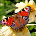 Beautiful flowers and beautiful butterflies  screen for extension Chrome web store in OffiDocs Chromium